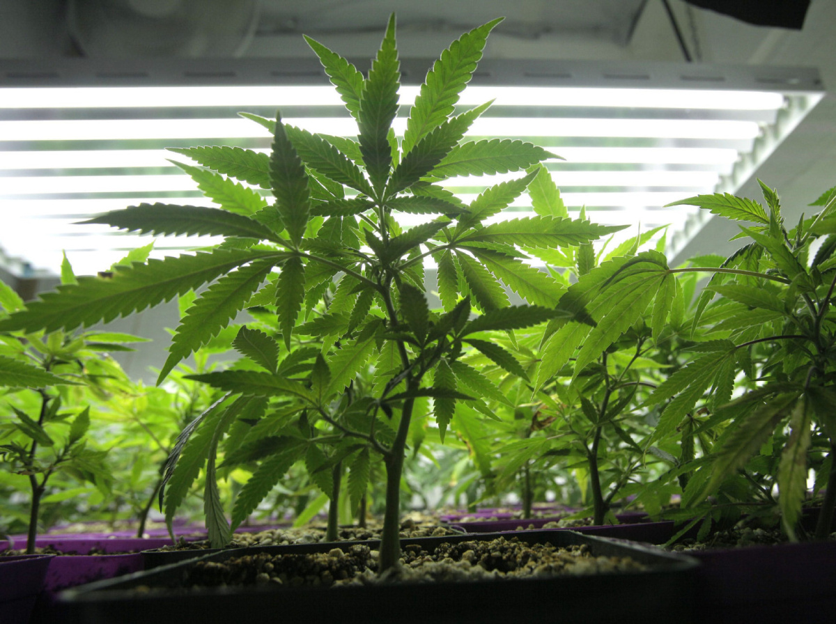 Was the Property You are Buying ever used as a Grow Op?